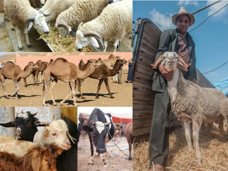Eid Al Adha in Morocco;buy sheep;eid prayer;food