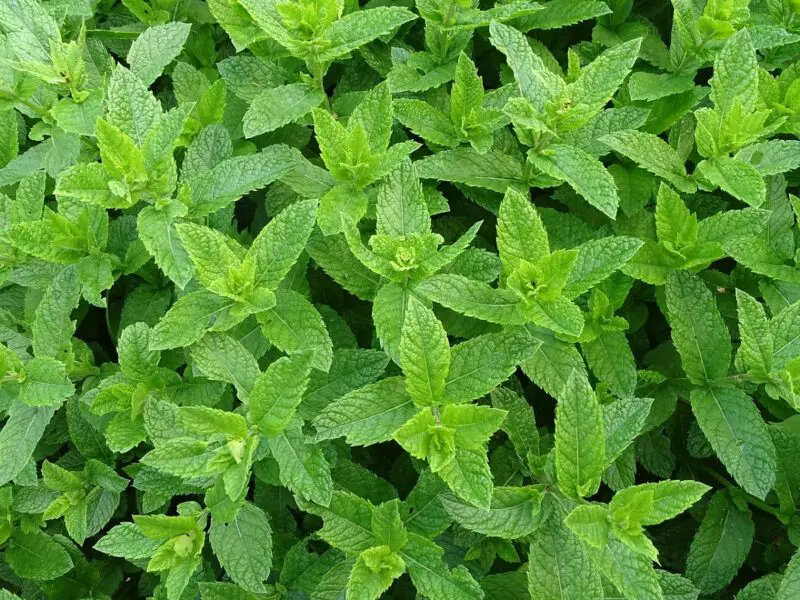 how to prepare moroccan mint tea;mint leaves